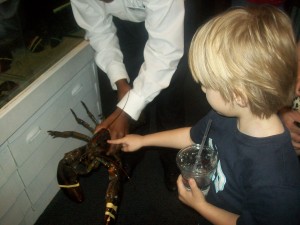 100_1101 Zander touching a lobster at Red Lobster.